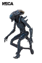 ALIENS ARACHNOID ALIEN VS PREDATOR 7" ACTION FIGURE